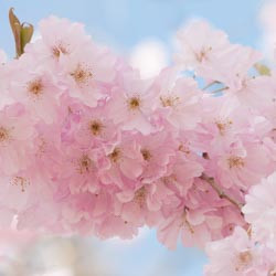 Japanese Flowering Cherries, Prunus pendula, Prunus sargentii, Prunus serrulata, Prunus x yedoensis, Prunus x subhirtella, Spring clowers, Cherry blossoms